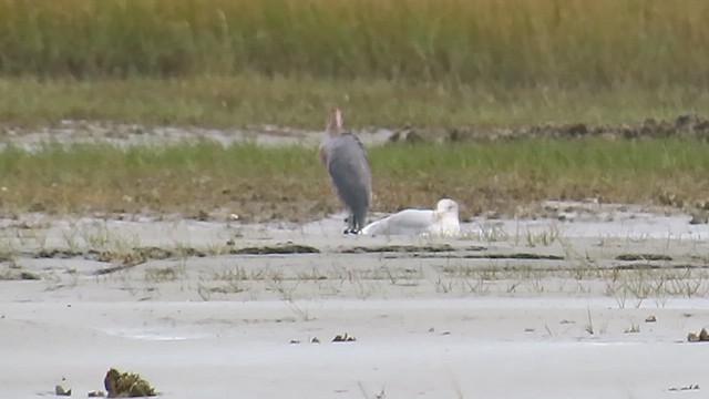 Reddish Egret - ML646138123