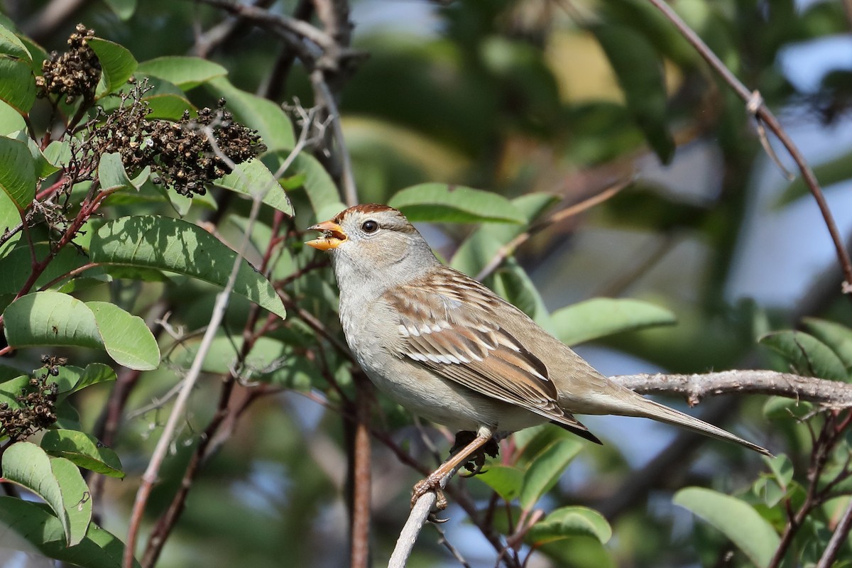 White-crowned Sparrow - ML646138124