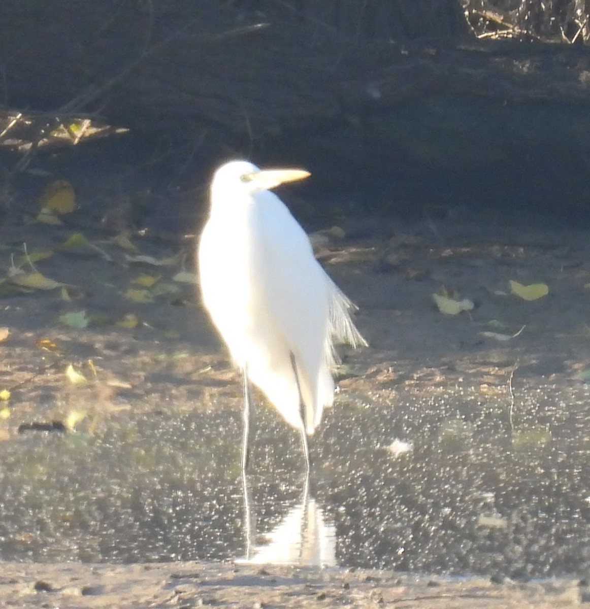 Koartza zuria - ML646138125