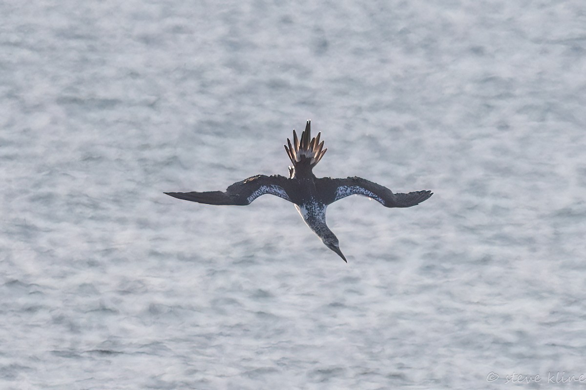 Zanga arrunta - ML646138127