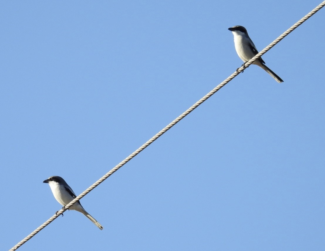 Loggerhead Shrike - ML646138128