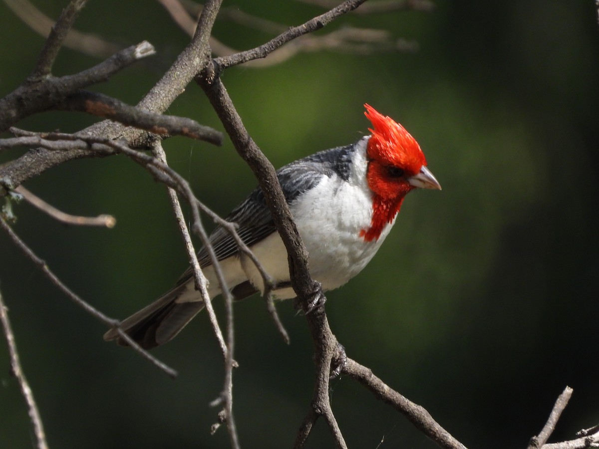 Red-crested Cardinal - ML646138129