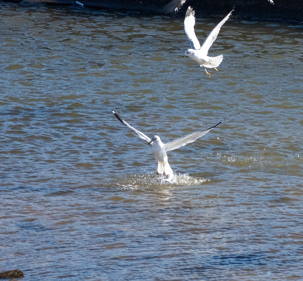 Delawareko kaioa - ML646138131