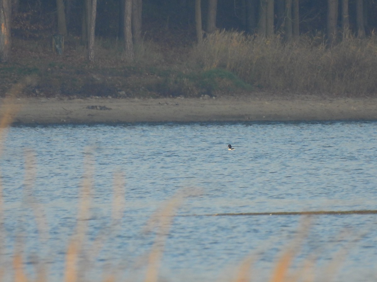 Zerra handia - ML646138132