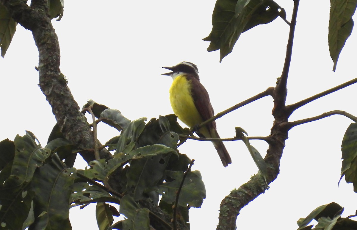 Great Kiskadee - ML646138133