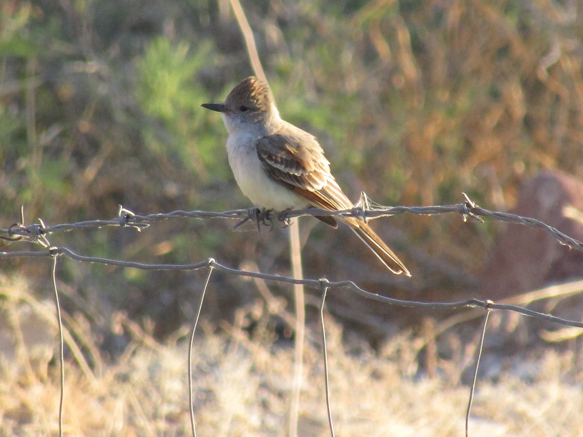 Ash-throated Flycatcher - ML646138135