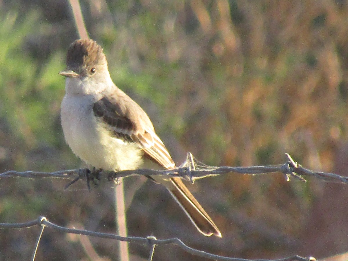 Ash-throated Flycatcher - ML646138136