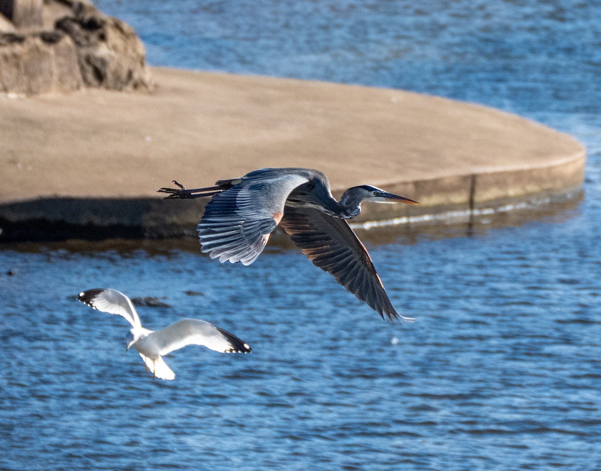 Koartza hauskara amerikarra - ML646138137