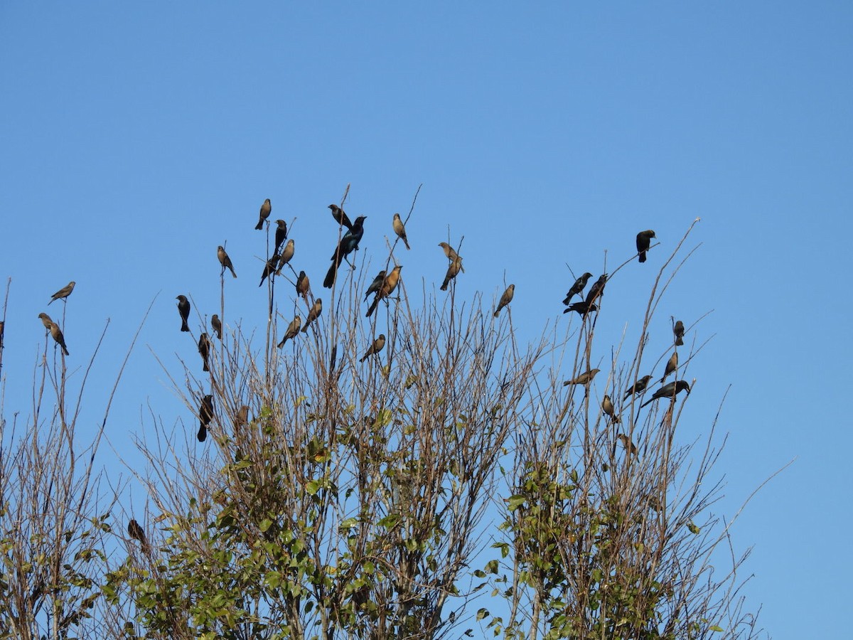 Brown-headed Cowbird - ML646138138