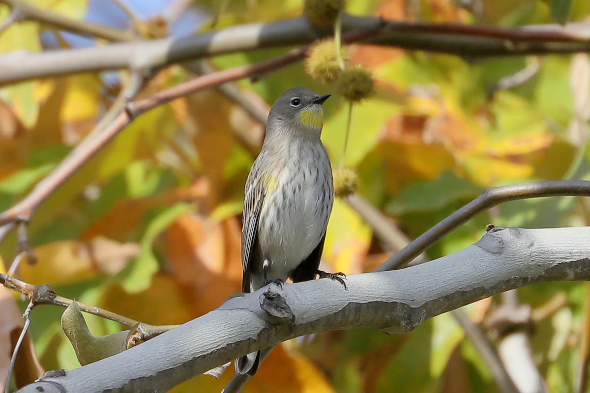 Yellow-rumped Warbler - ML646138139