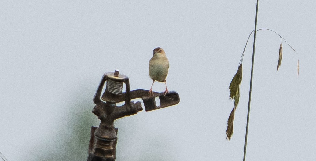 Ihi-txoria (terrestris/uropygialis) - ML646138140