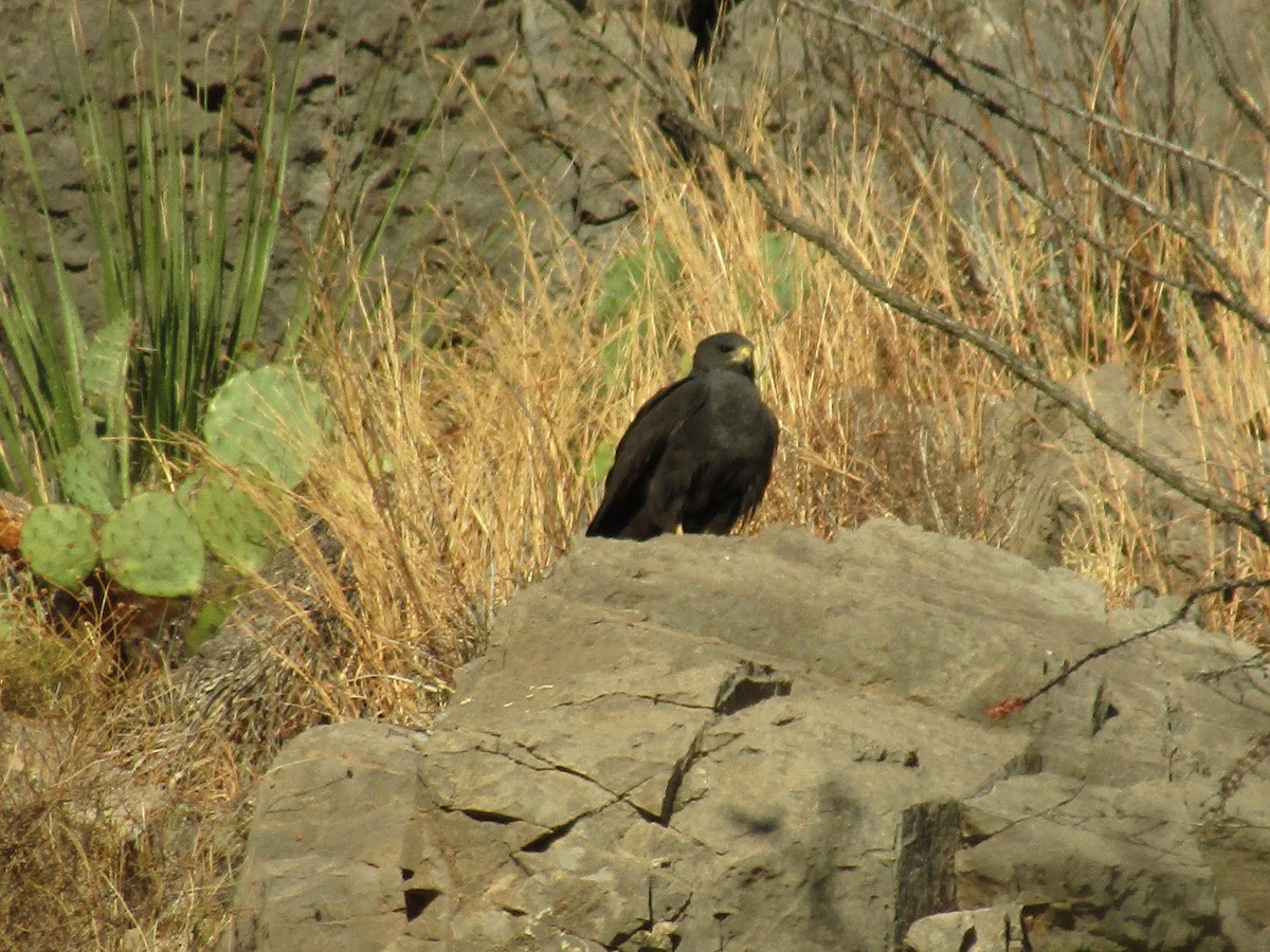 Zone-tailed Hawk - ML646138141