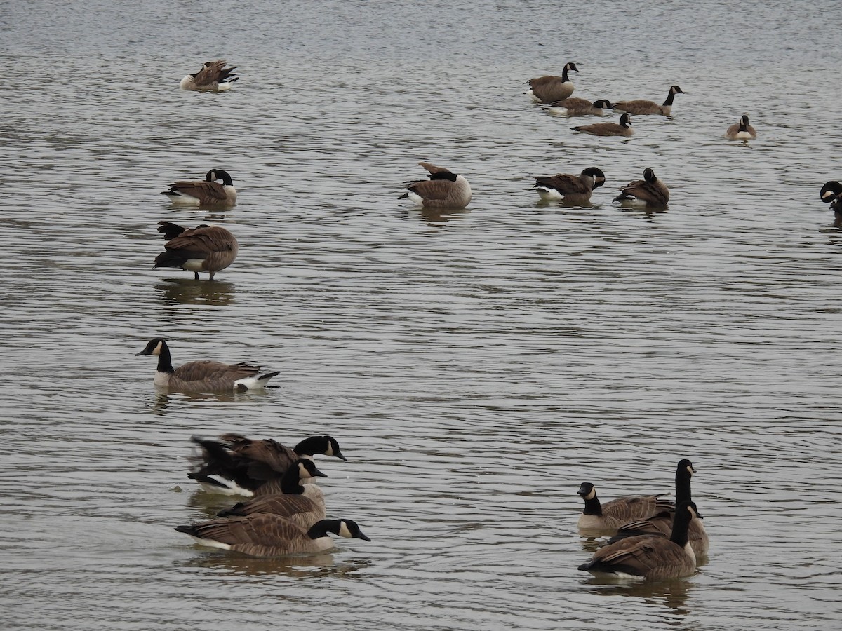 Branta kanadar handia - ML646138142