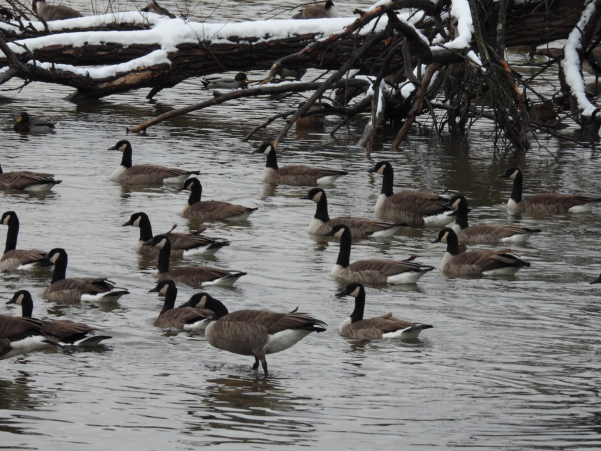 Branta kanadar handia - ML646138143