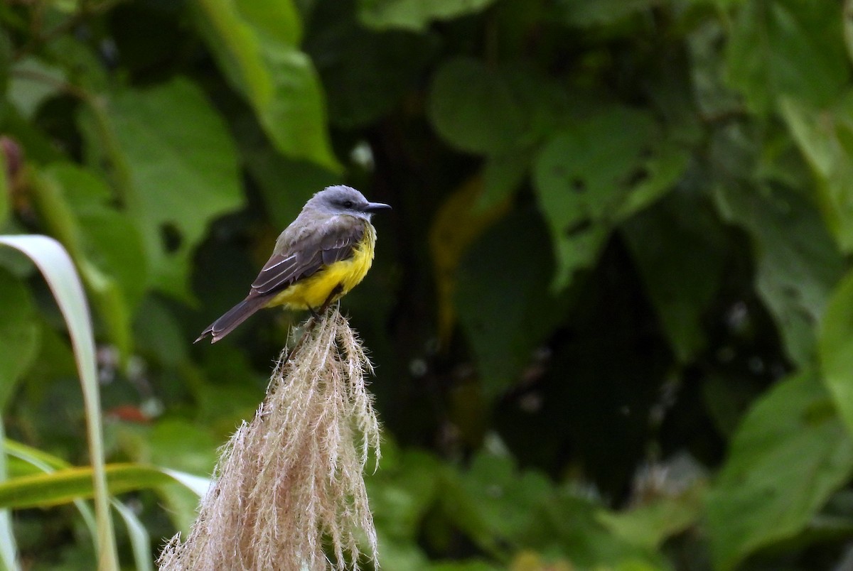 Tropical Kingbird - ML646138144