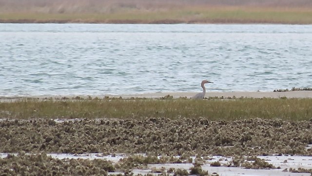 Рыжеватая цапля - ML646138152