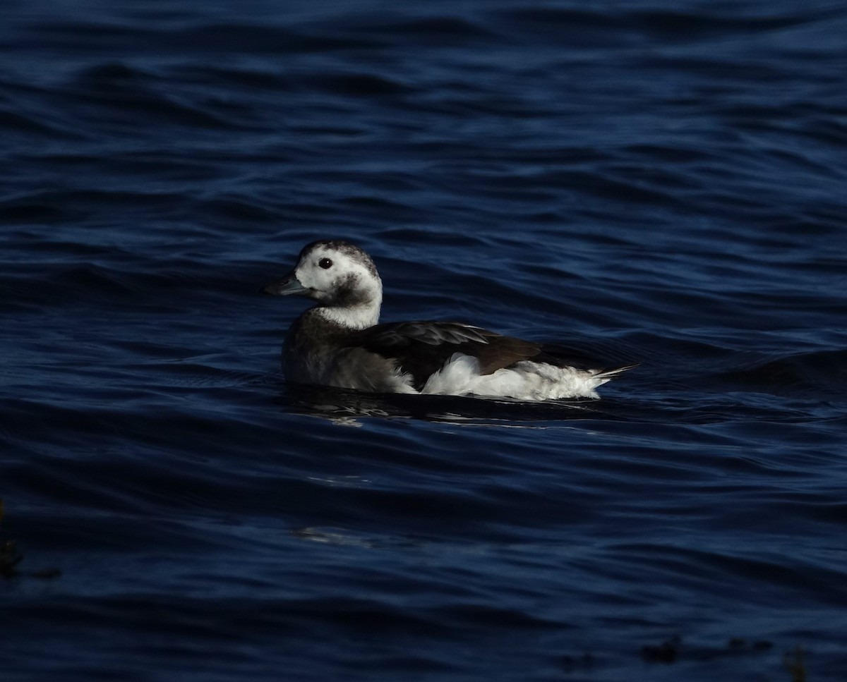 Harelde kakawi - ML646138153