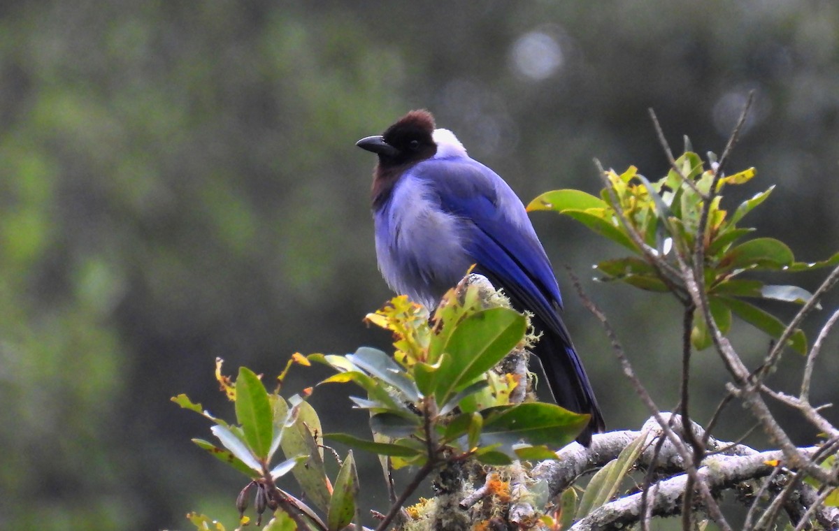 Violaceous Jay - ML646138154