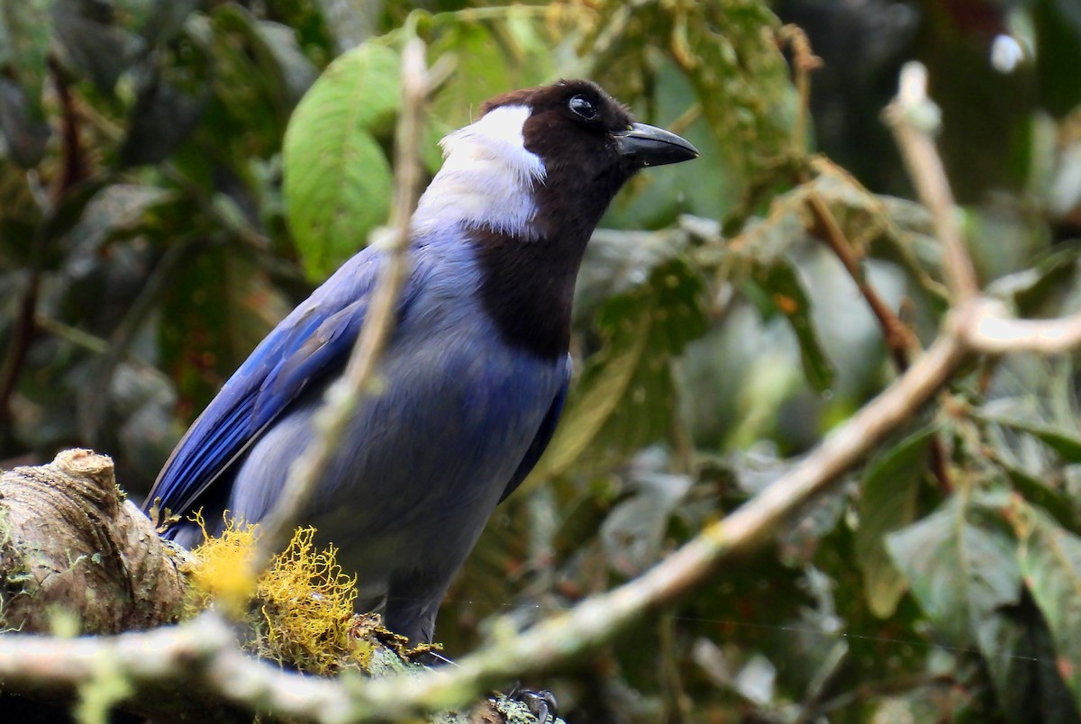 Violaceous Jay - ML646138155