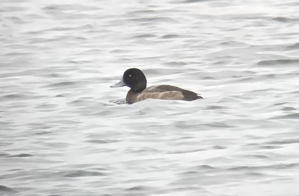 Greater Scaup - ML646138164