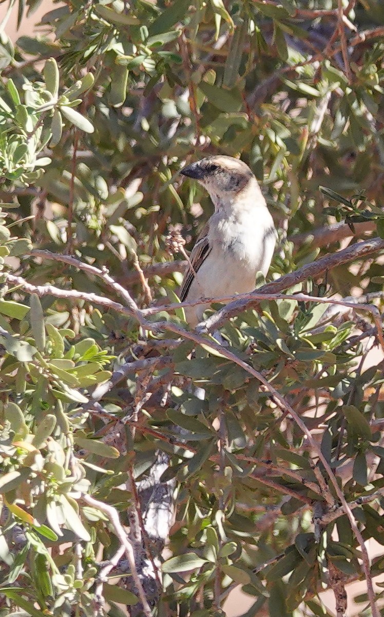 オオスズメ - ML646138169