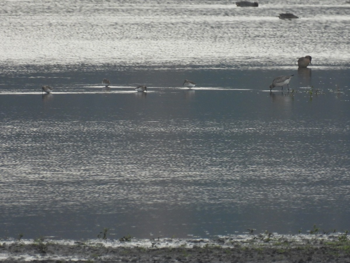 Dunlin - ML646138173