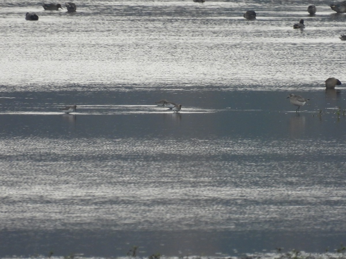 Dunlin - ML646138174