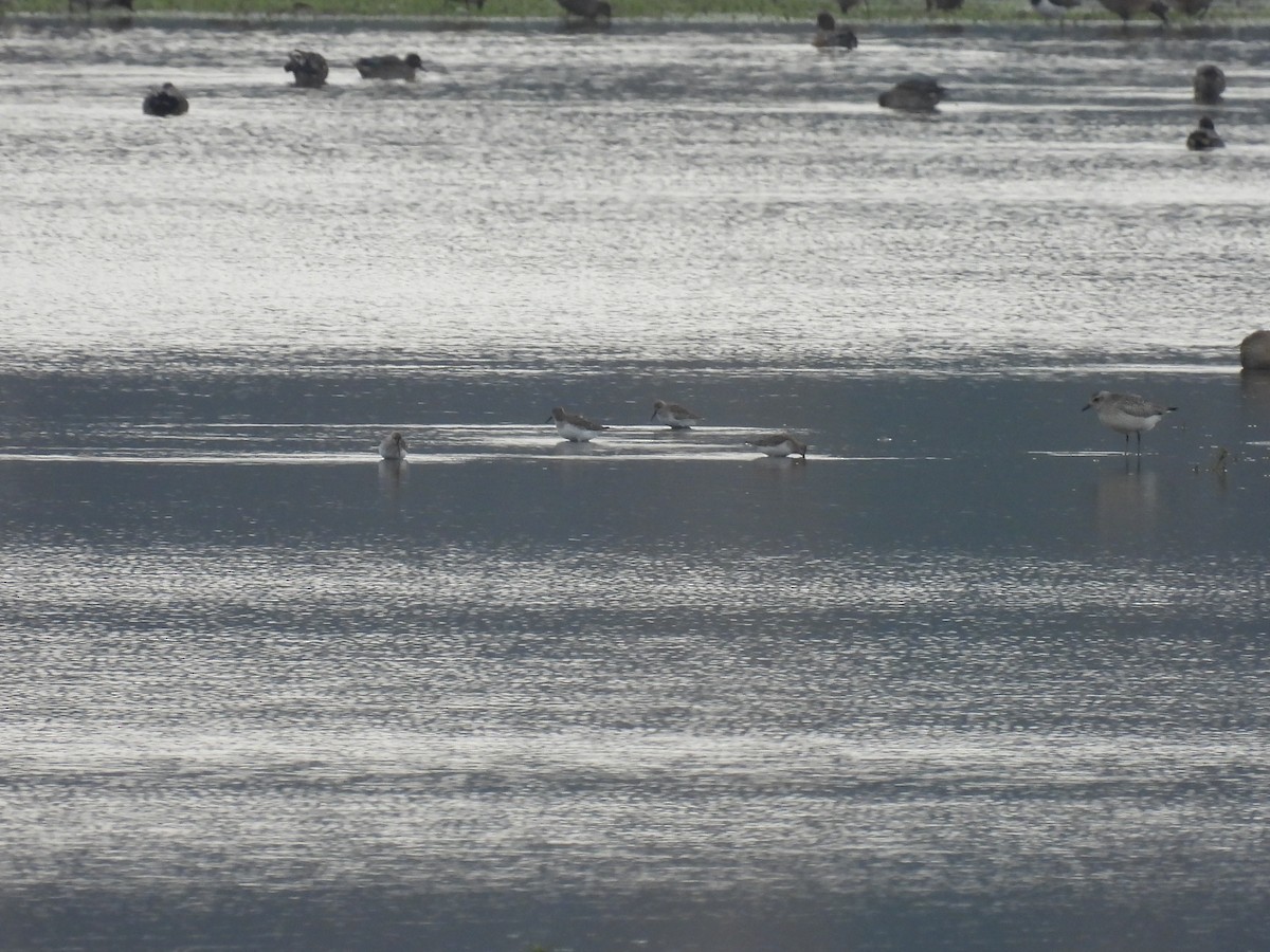 Dunlin - ML646138175