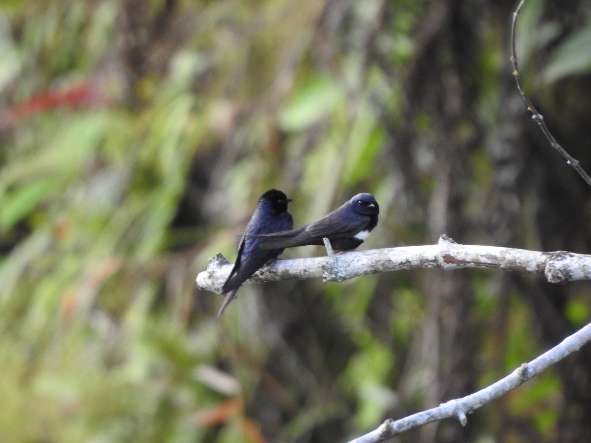 Weißbandschwalbe - ML646138178