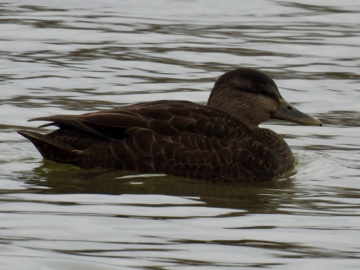 American Black Duck - ML646138179