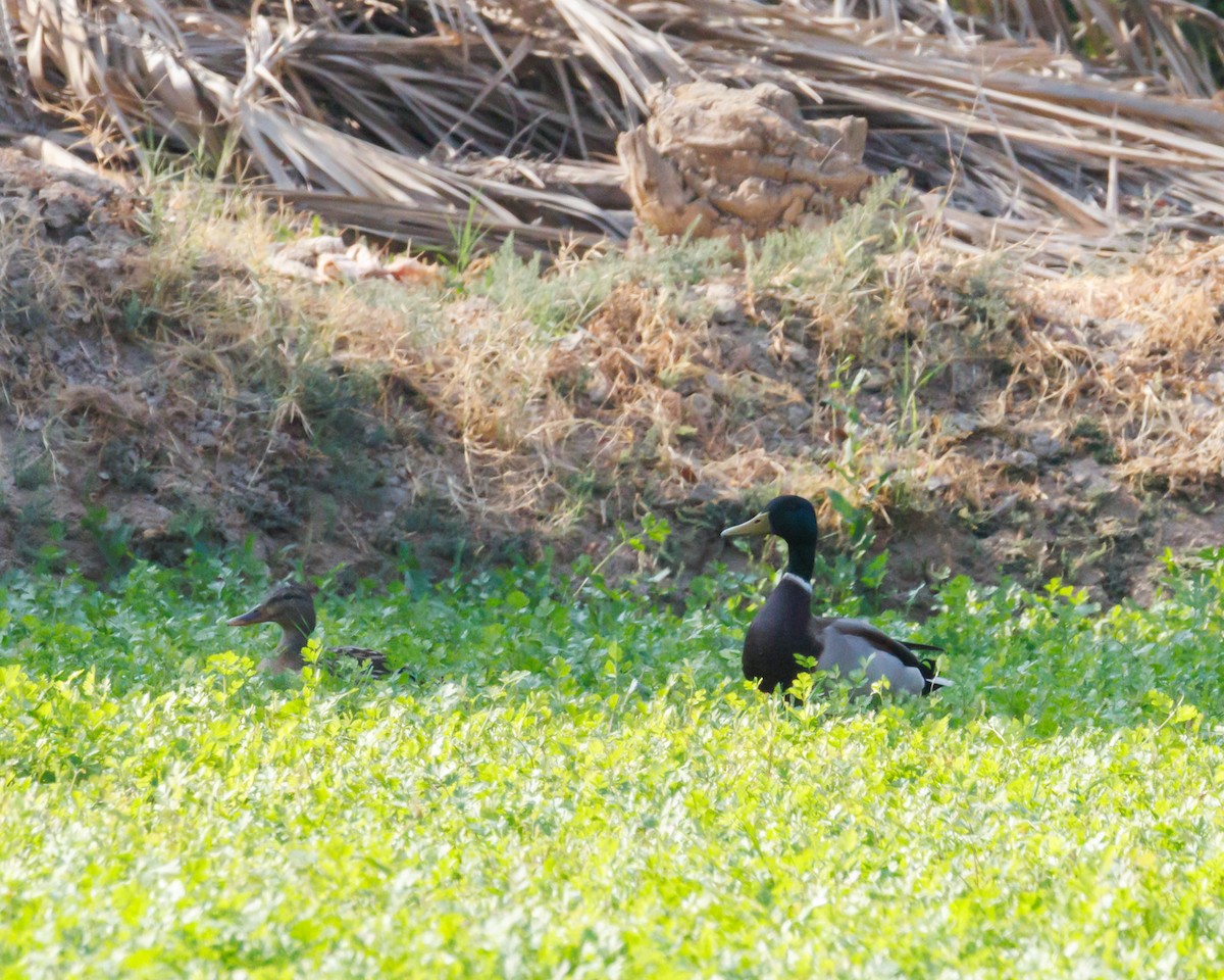 Mallard - ML646138180