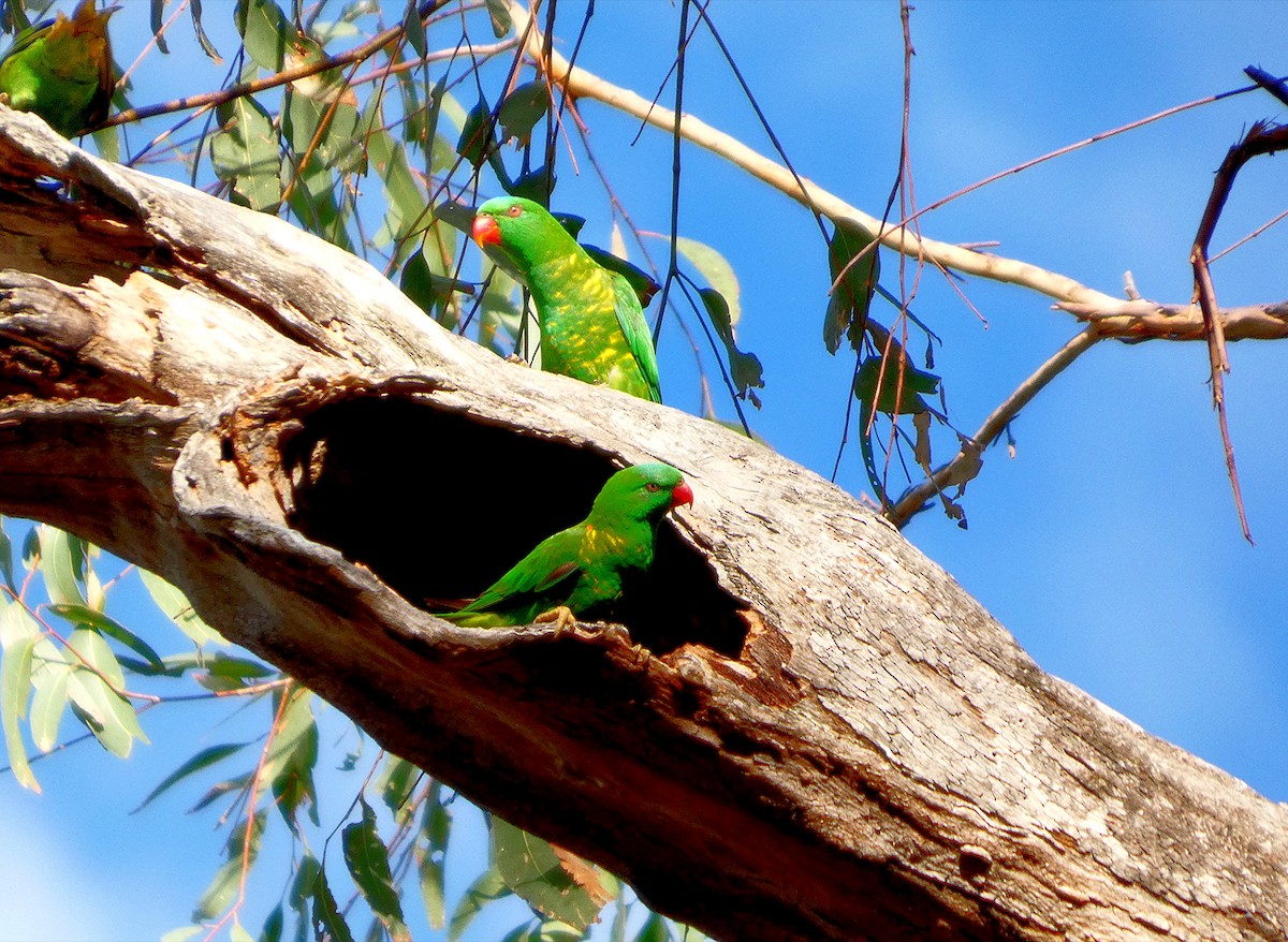 Scaly-breasted Lorikeet - ML646138182