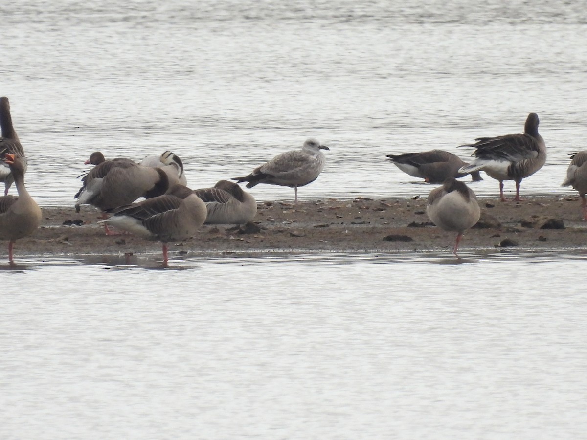 Caspian Gull - ML646138187