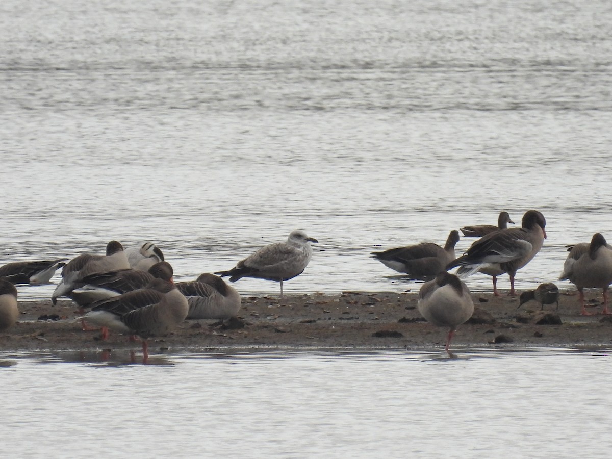 Caspian Gull - ML646138188