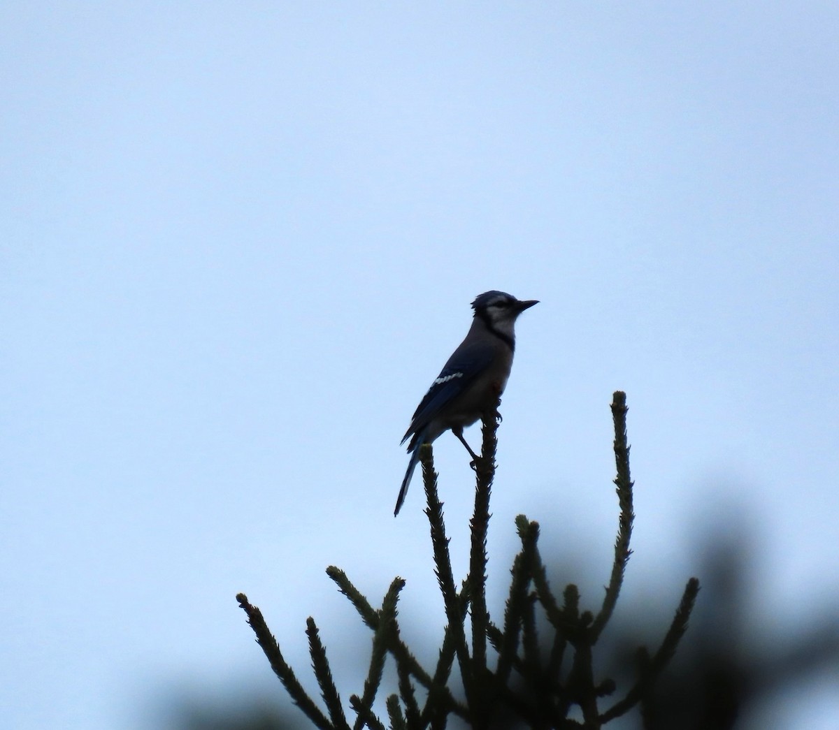 Blue Jay - ML646138197