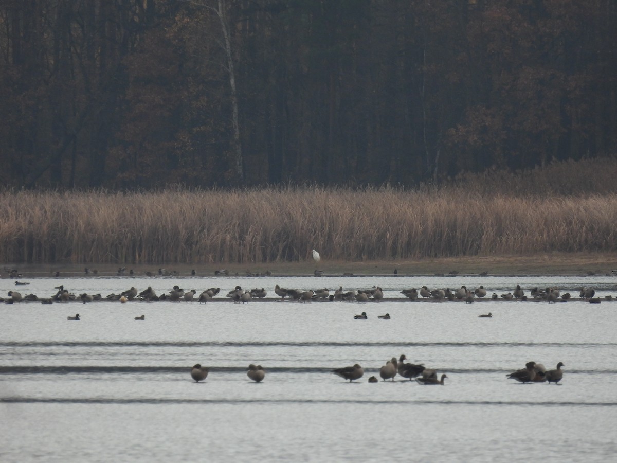Great Egret - ML646138198