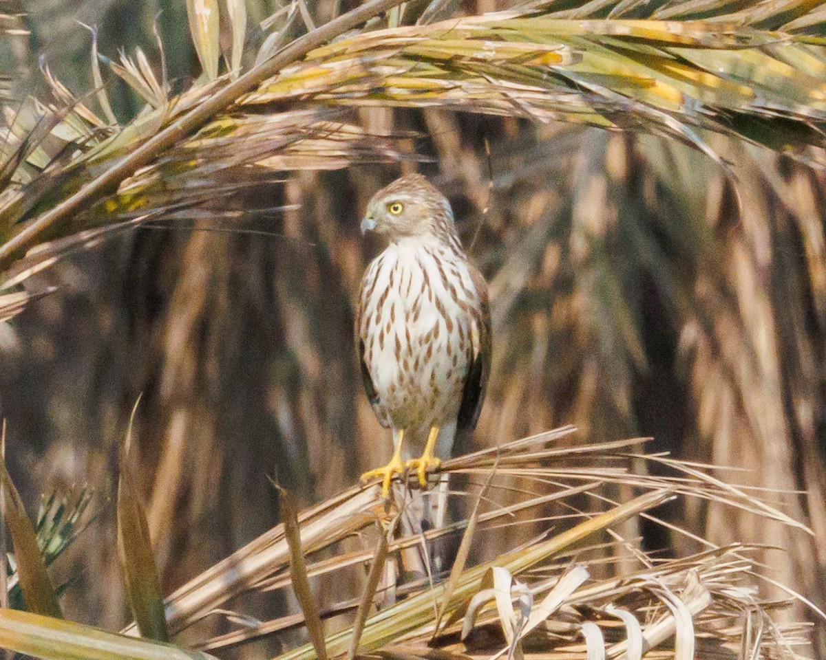 Shikra - ML646138199