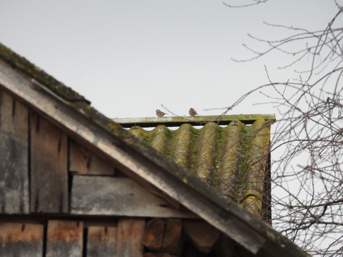 Eurasian Tree Sparrow - ML646138200