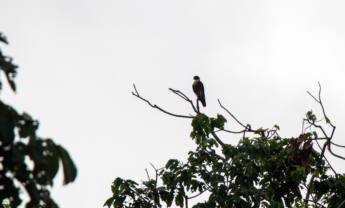 Orange-breasted Falcon - ML646138201