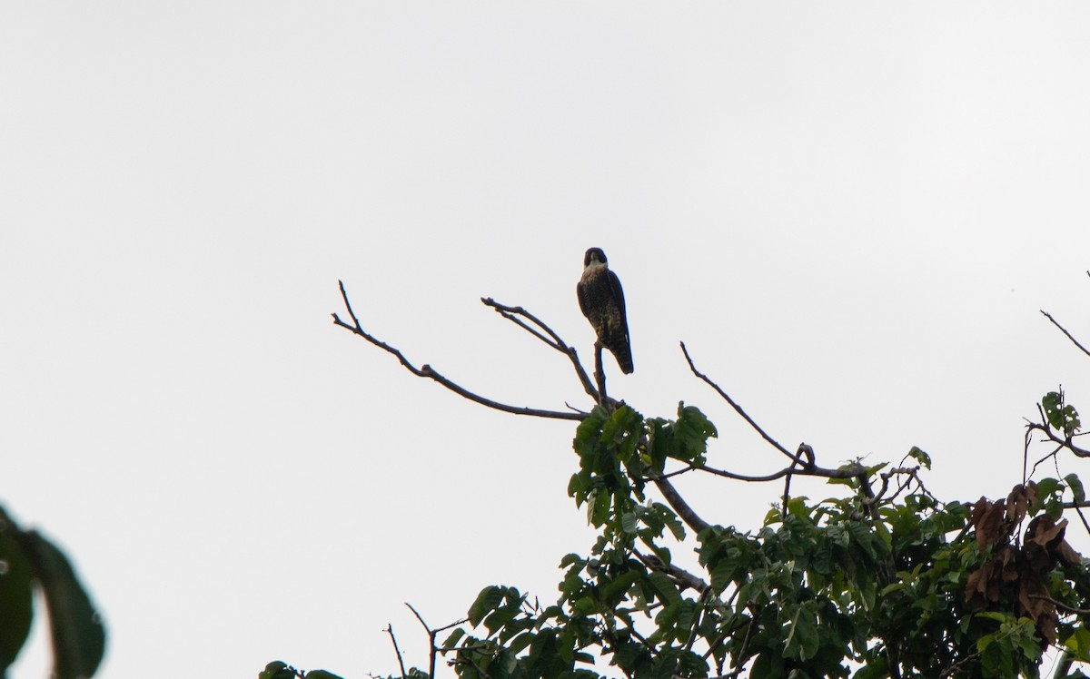 Orange-breasted Falcon - ML646138202