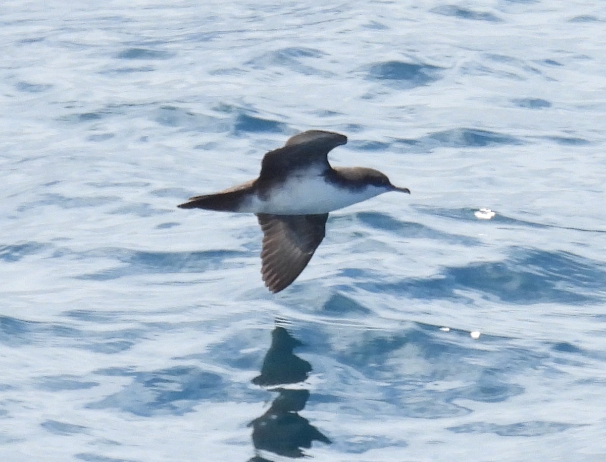 Puffin des Galapagos - ML646138216