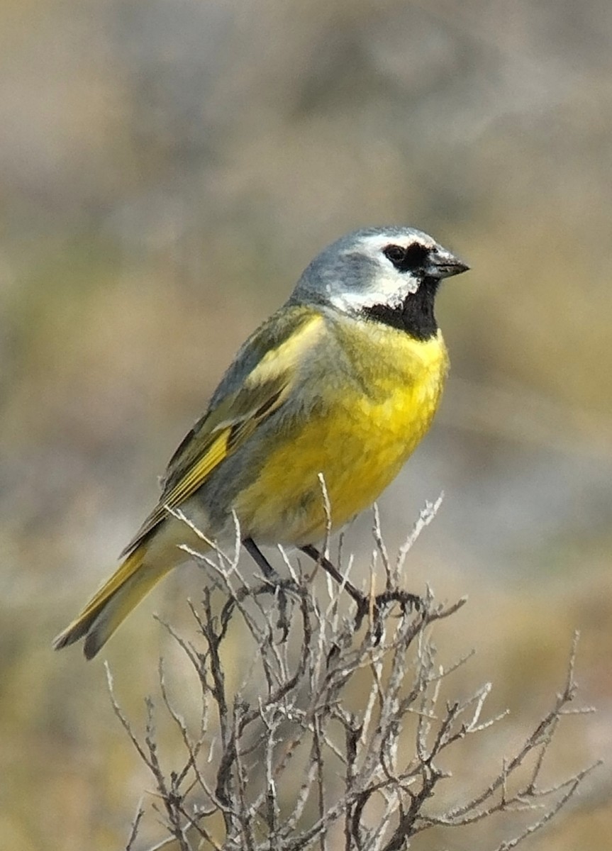 White-bridled Finch - ML646138220