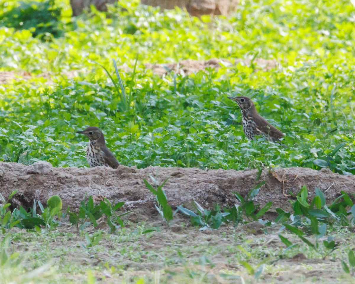 Song Thrush - ML646138222