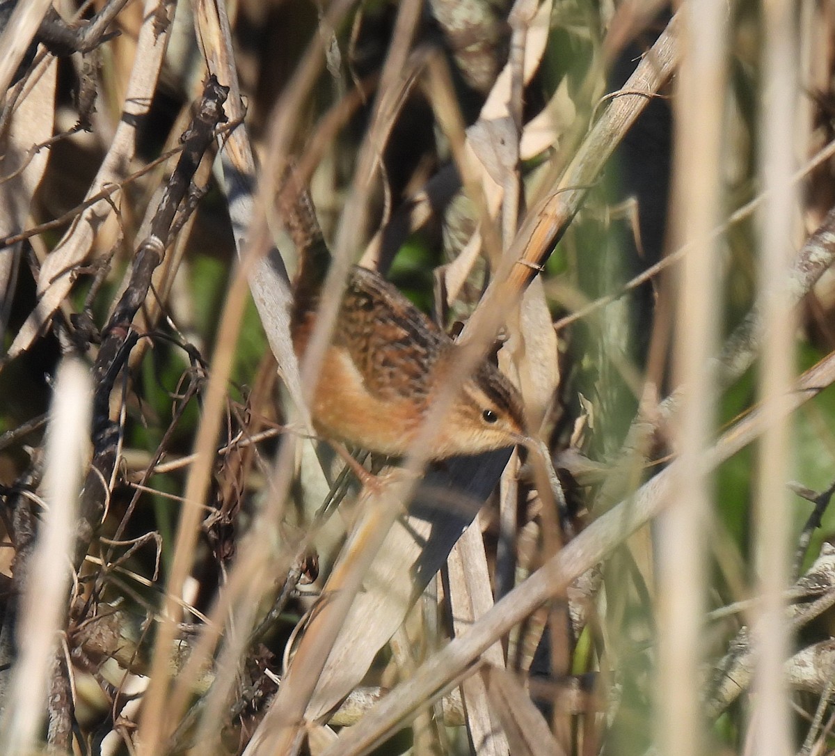 Sedge Wren - ML646138224
