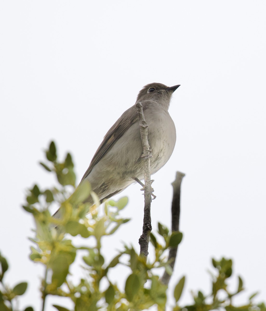 lesňák západní - ML646138225