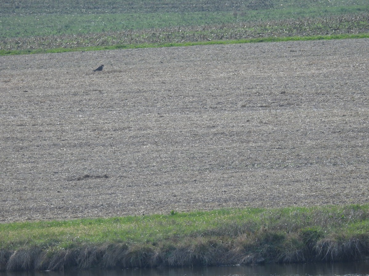 Peregrine Falcon - ML646138226