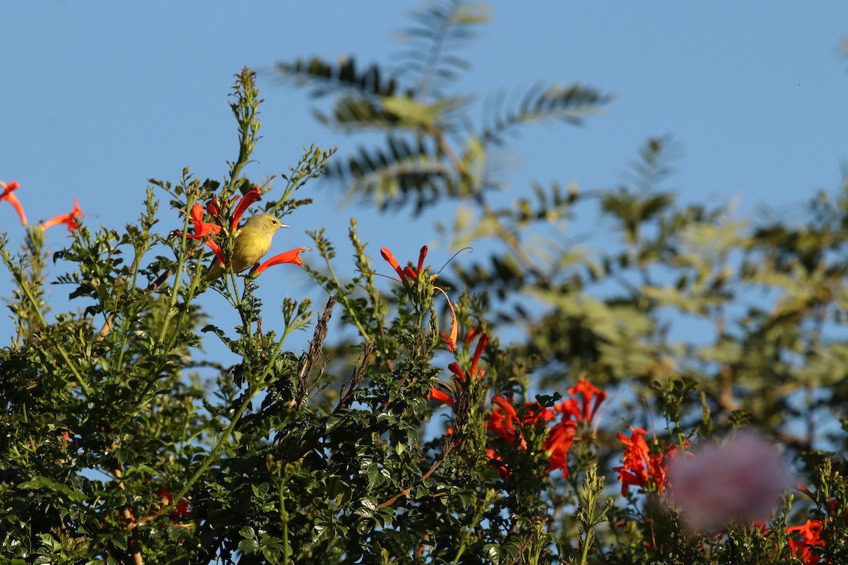 Orange-crowned Warbler - ML646138230