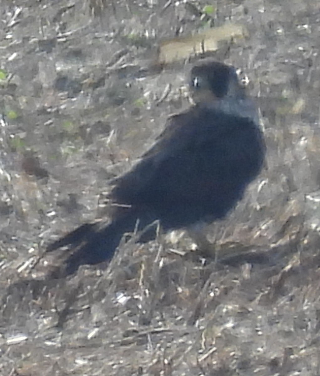 Peregrine Falcon - ML646138233