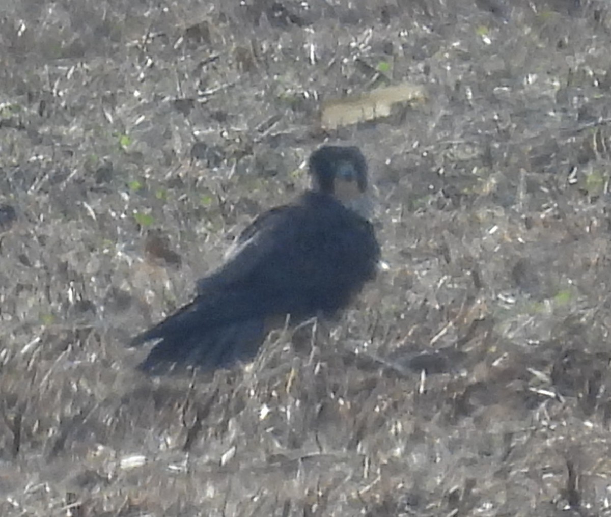 Peregrine Falcon - ML646138235