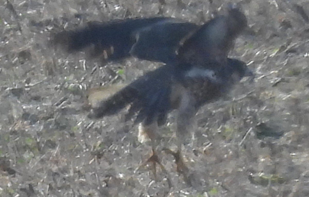 Peregrine Falcon - ML646138240